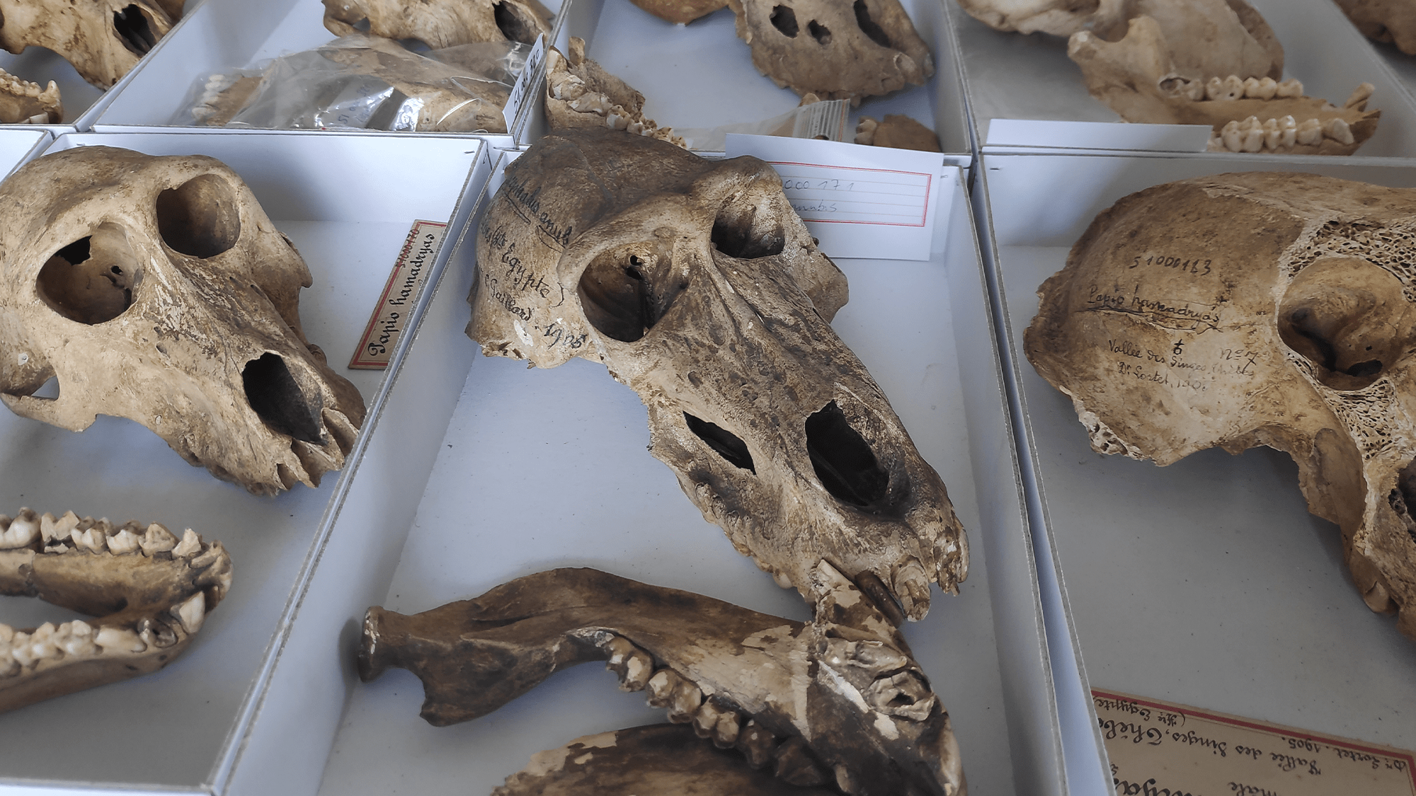 Ancient Egyptians likely kept baboons in captivity—and mummified them