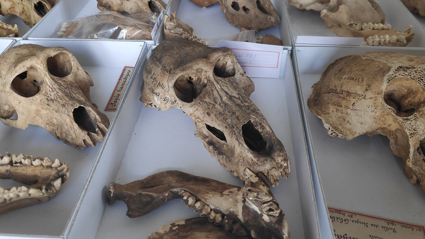 A sample of baboon skulls dating back 2,500 to 2,800 years in southern Egypt.