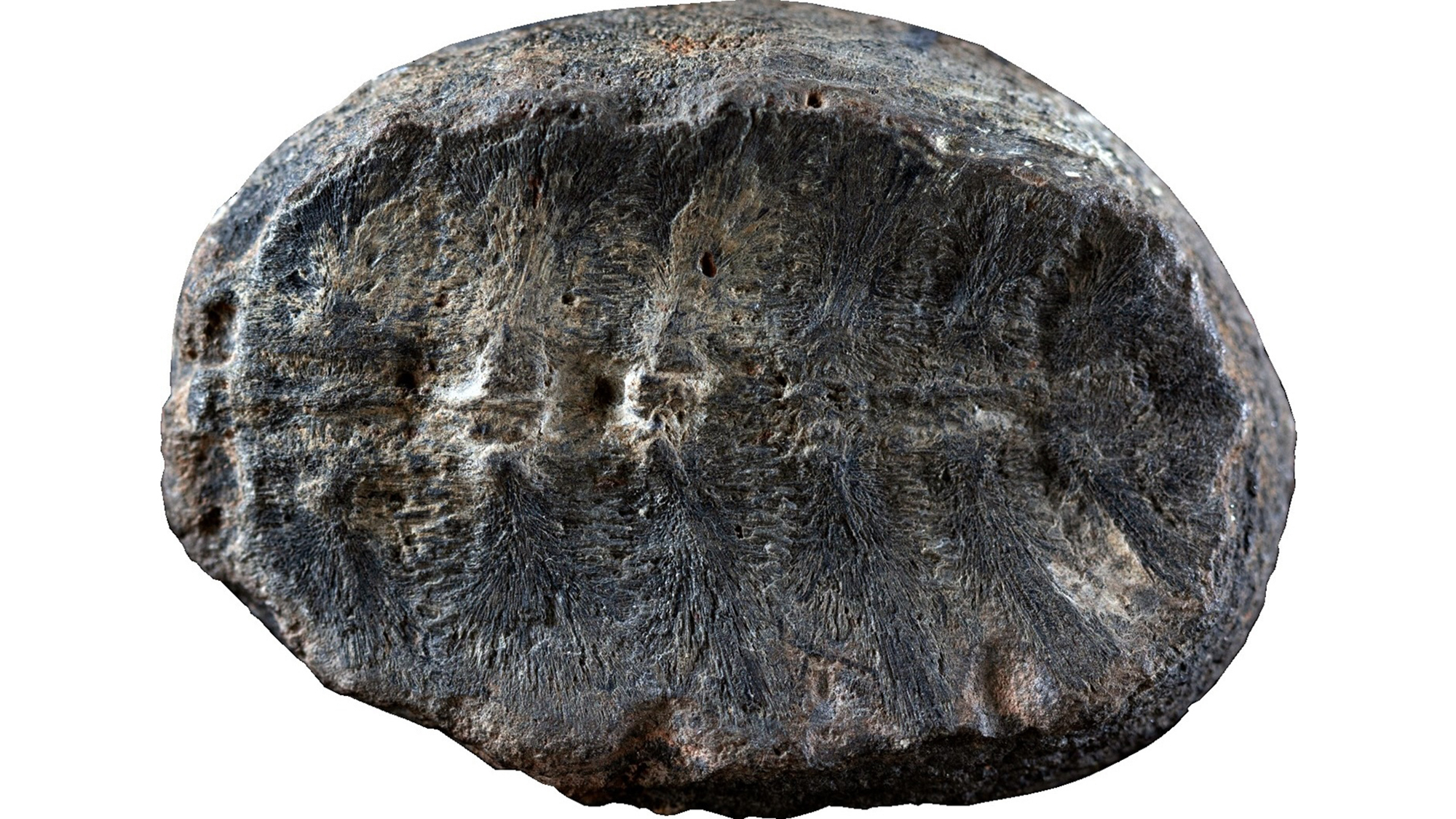 Fossil first identified as plant is actually a baby turtle