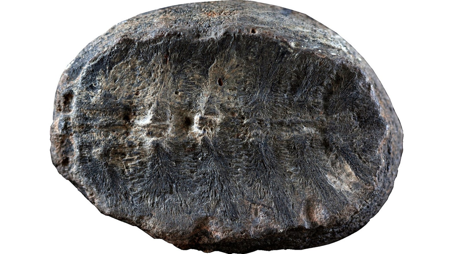 A circular grey fossil with long linear grooves on it.