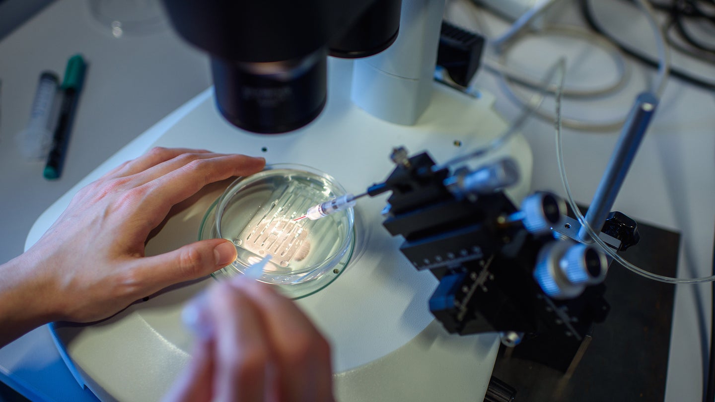 A researcher handles a petri dish while observing a CRISPR/Cas9 process through a stereomicroscope at the Max-Delbrueck-Centre for Molecular Medicine.