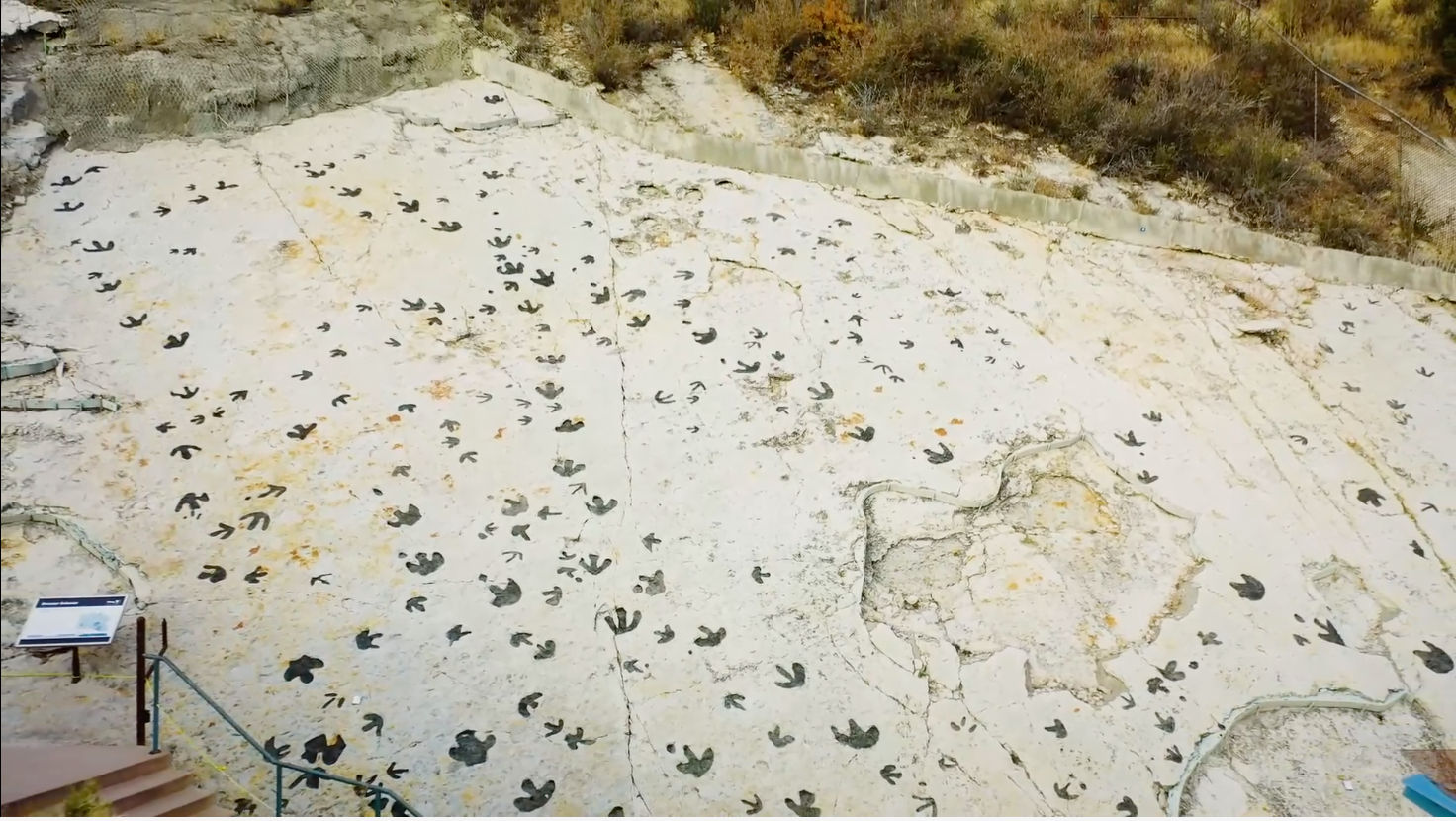 Dinosaur tracks embedded in a white rock.