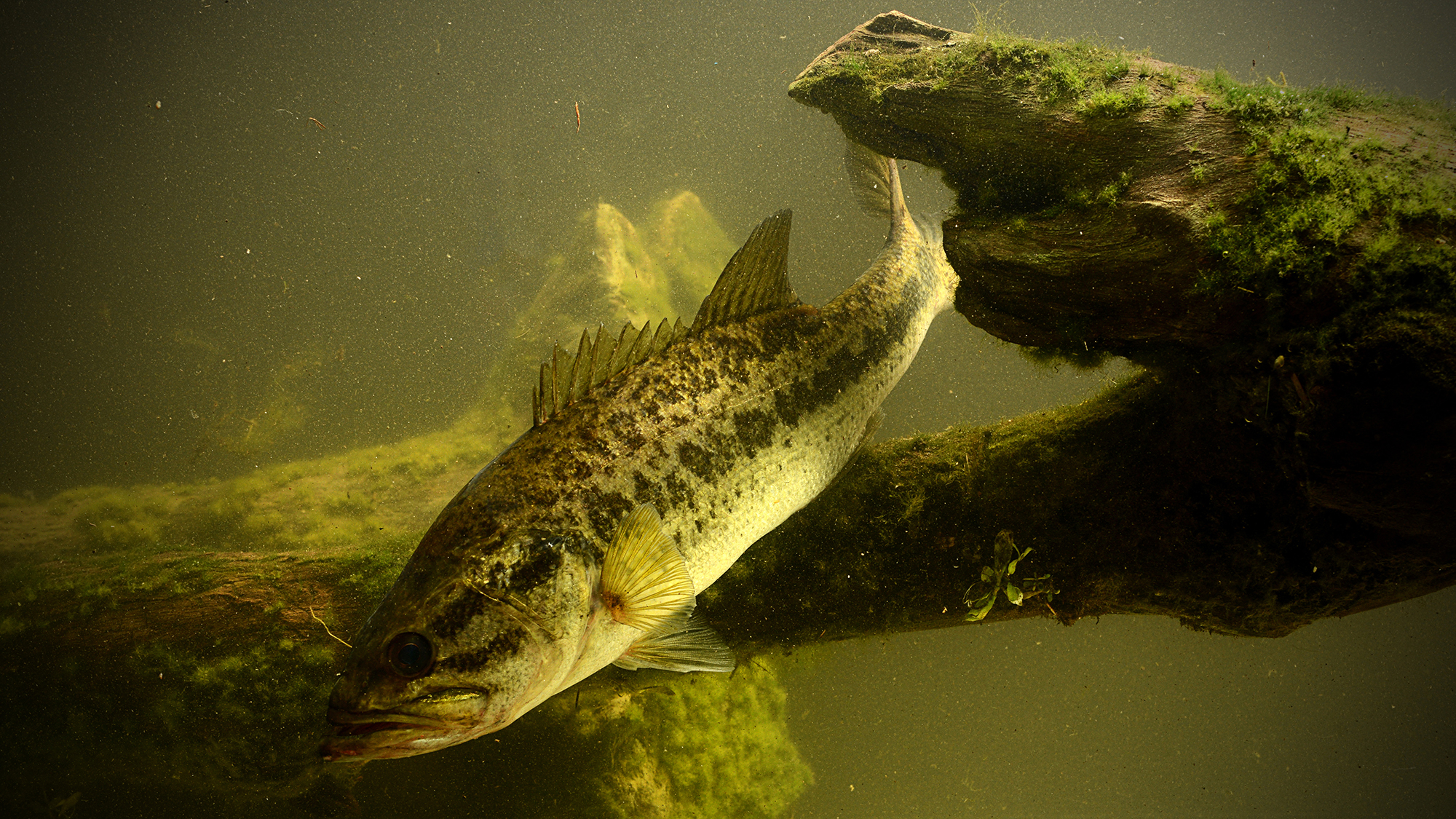 “PFAS in freshwater fish is at such a concentration that for anyone consuming, even infrequently, it would likely be their major source of exposure over the course of the year."