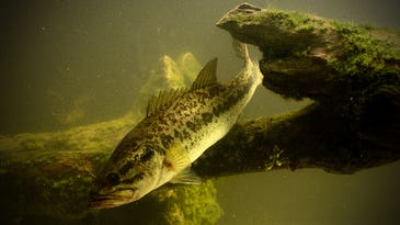 ‘Forever chemicals’ found in freshwater fish, yet most states don’t warn residents