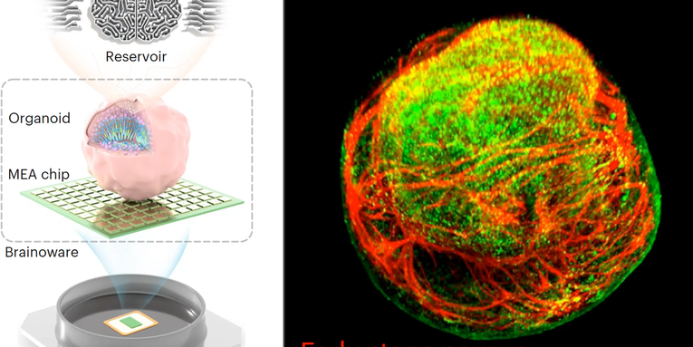 A ‘brain organoid’ biochip displayed serious voice recognition and math skills