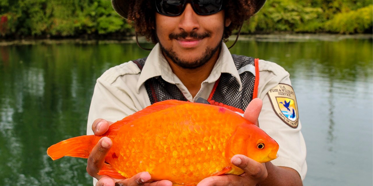 Releasing pet goldfish into the wild has serious consequences