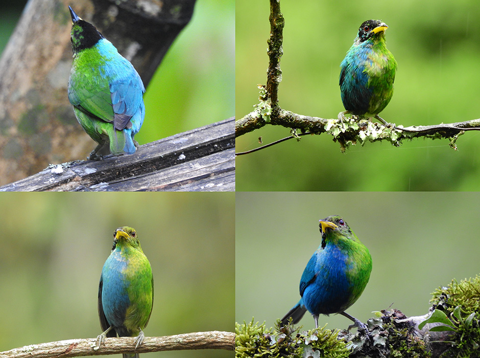 A bilaterally gynandromorphic green honeycreeper. The bird has blue male plumage on its left side and green female plumage on its right.
