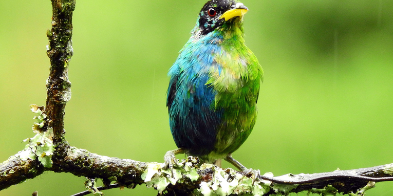 Rare bird with half male and half female plumage photographed in Colombia