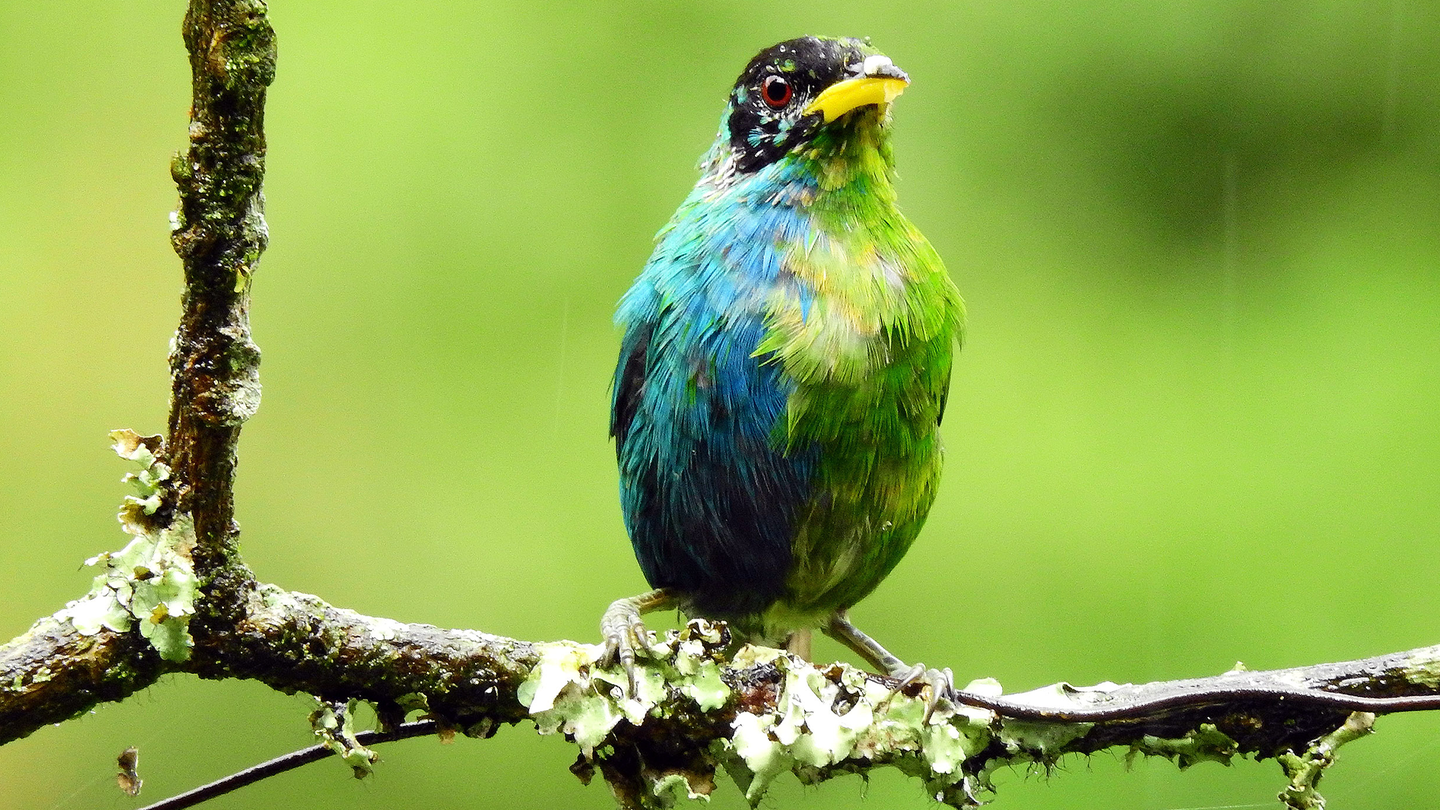 A bird called a green honeycreeper stands on a tree branch. It has blue male plumage on its left side and green female plumage on its right.
