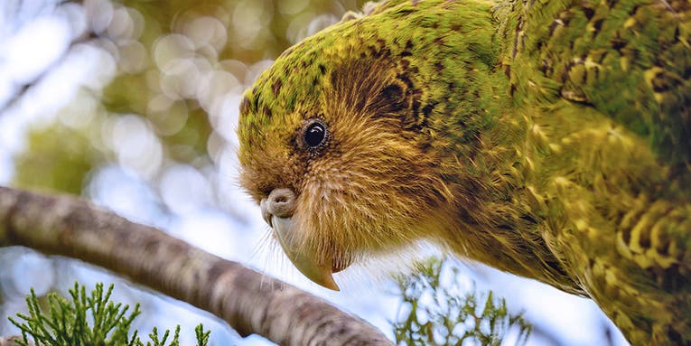 New Zealand’s quest to save its rotund, flightless parrots