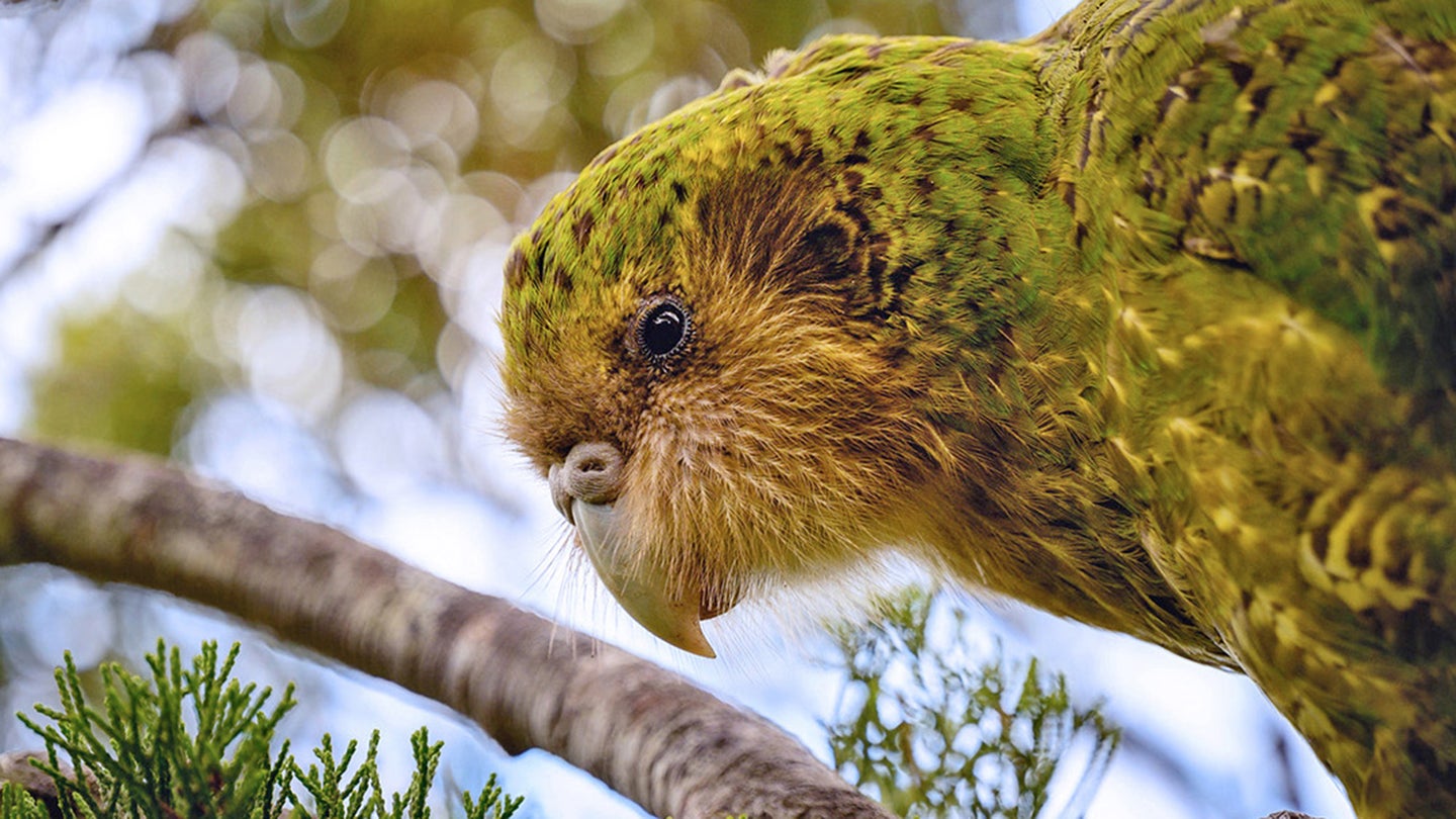 Efforts to restore New Zealand’s critically endangered flightless parrot, the kākāpō, include moving the species to predator-free reserves. This kākāpō, named Tautahi, now lives on the reserve and has already attempted a clever escape.
