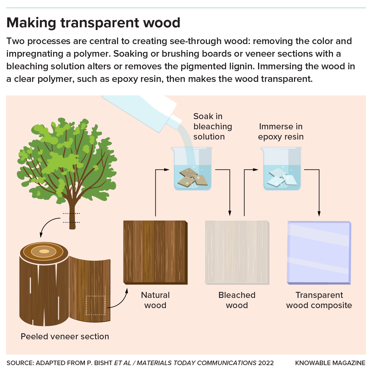 A variety of tree species have been explored for engineering transparent wood including balsa, rubberwood, birch, pine and poplar. CREDIT: KNOWABLE MAGAZINE