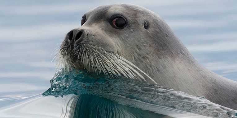 Arctic seals have special noses