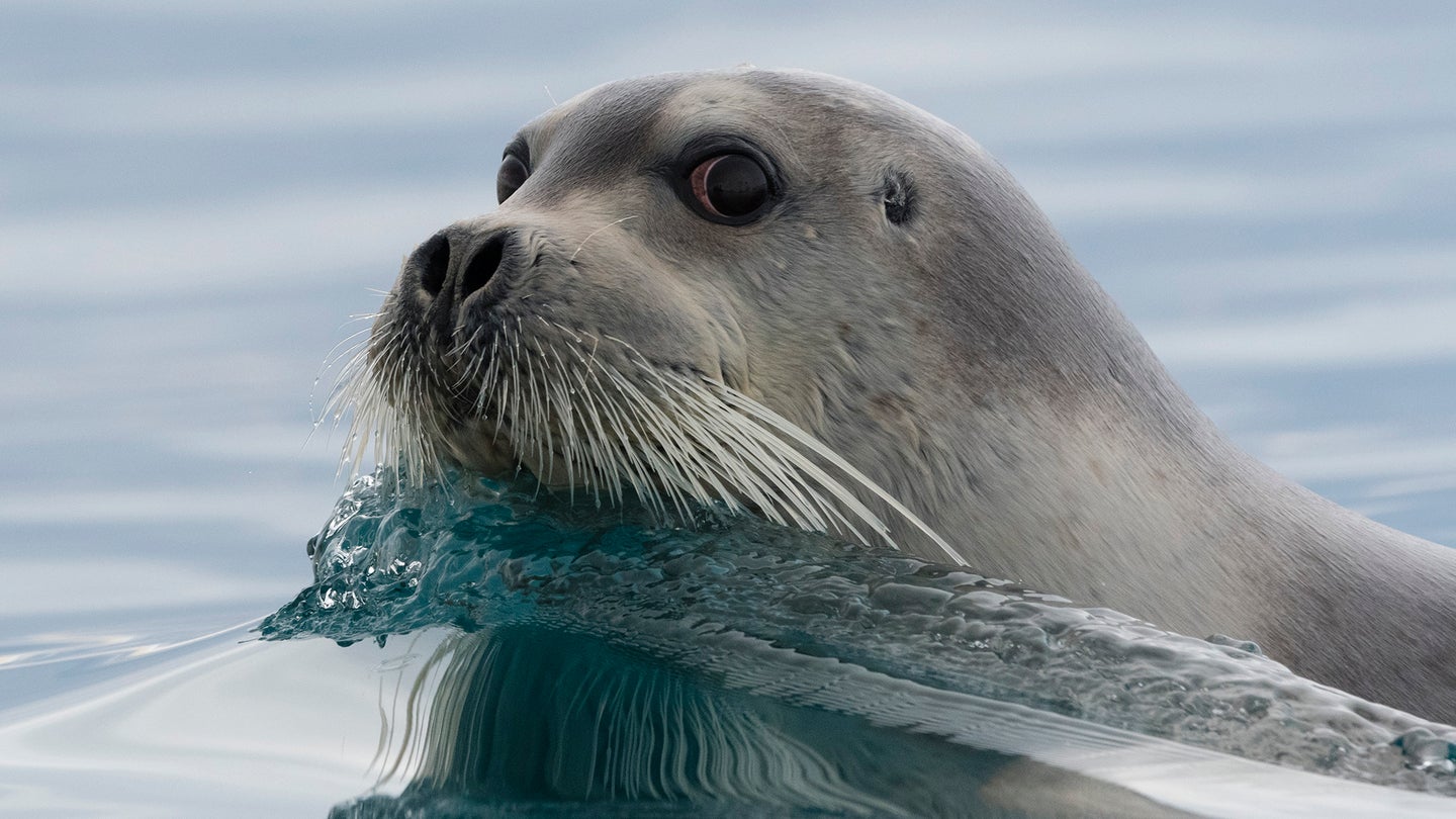 A bearded seal swimming in Arctic waters in Svalbard, Norway. Their name comes from the long and sensitive facial whiskers that they use to find food.