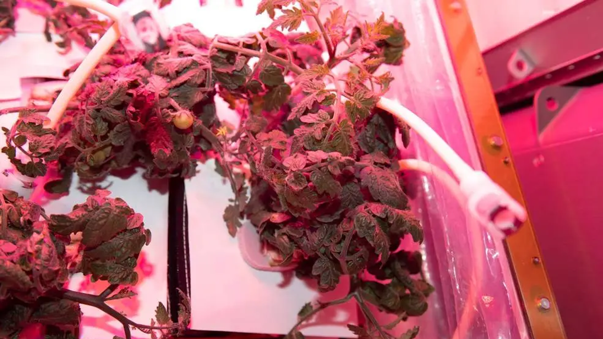 Tomato plant grown on ISS