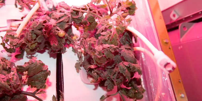 The ISS missing tomato scandal has come to a close