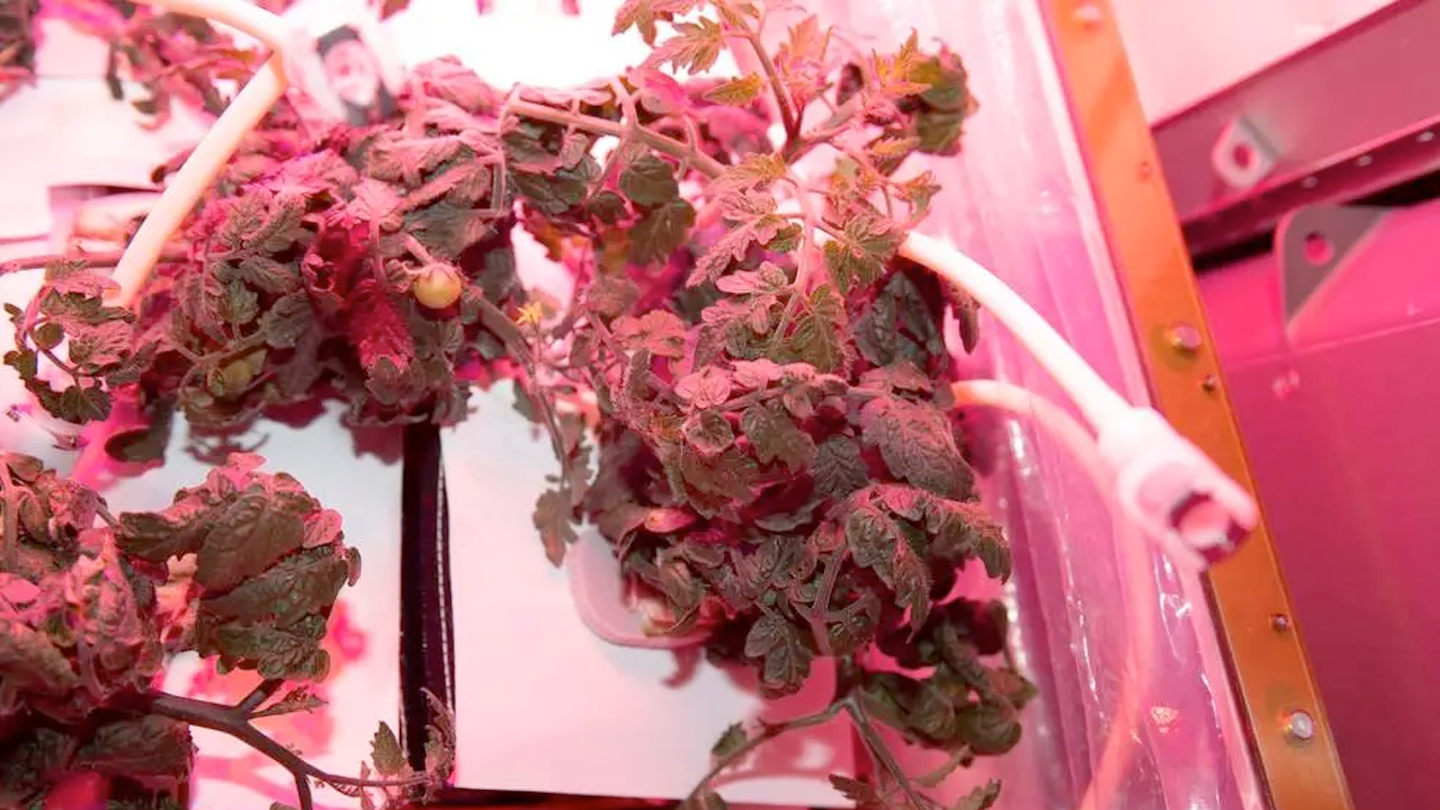 Tomato plant grown on ISS