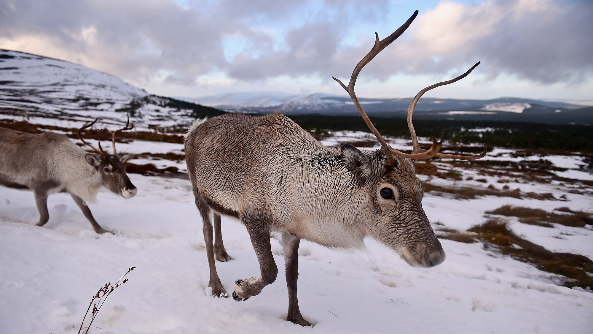 Reindeer can see UV light—and we may know why