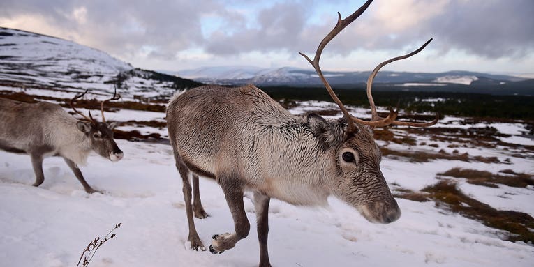 Reindeer can see UV light—and we may know why