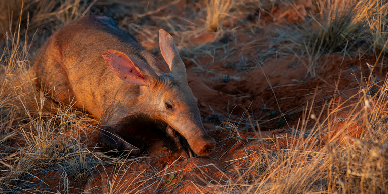Why scientists are studying aardvarks’ poop