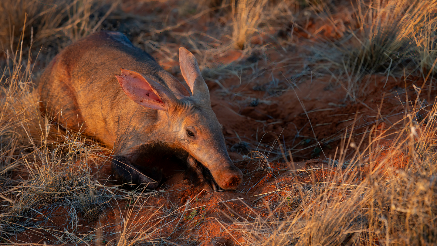 An aardvark with a long nose sits in grass.