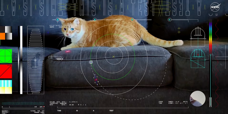 Taters the cat stars in first ‘ultra-HD’ video sent from deep space