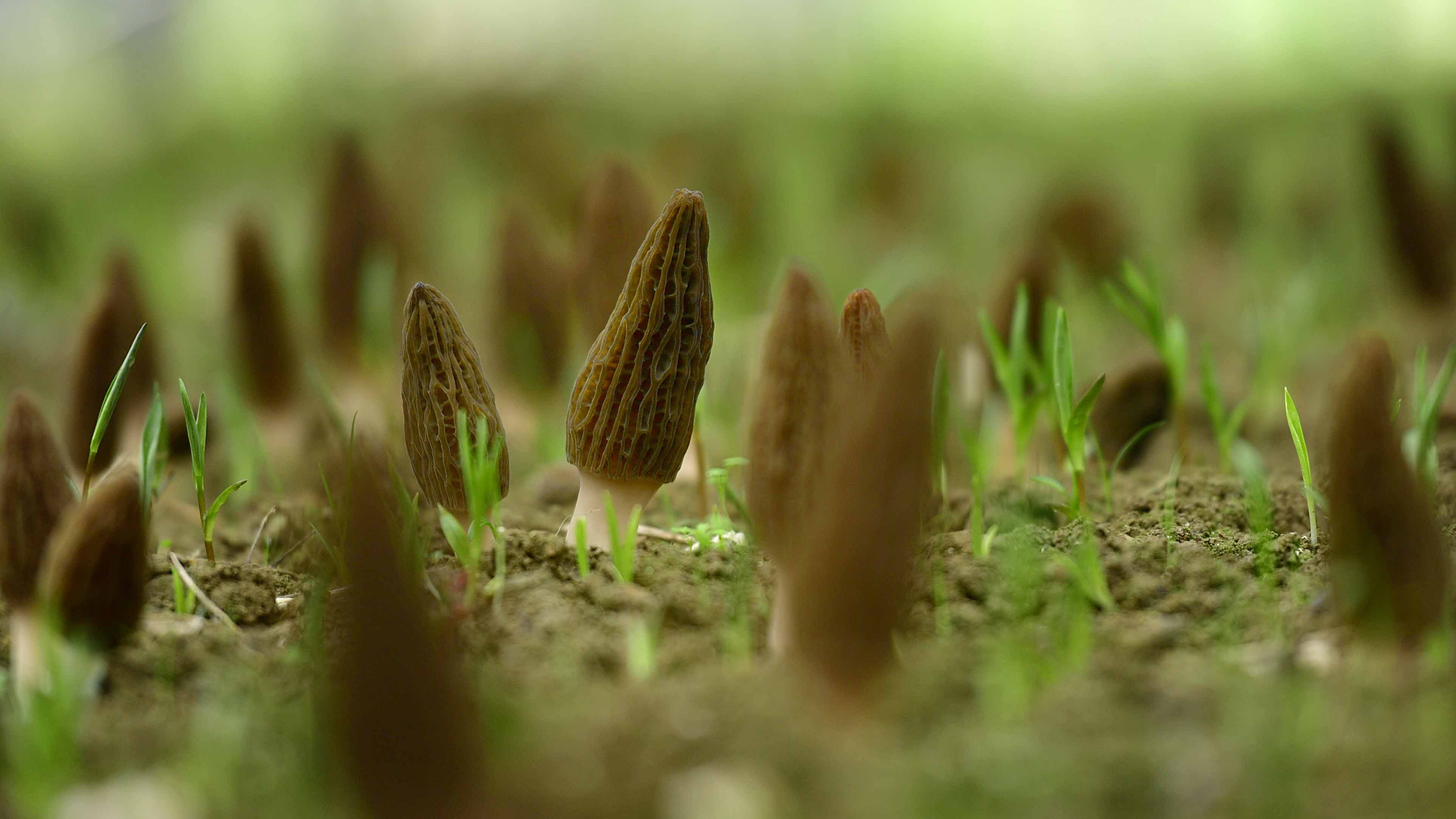 Morel mushrooms growing in a greenhouse in central China's Hubei Province. The mushrooms have long brown caps and white stems.