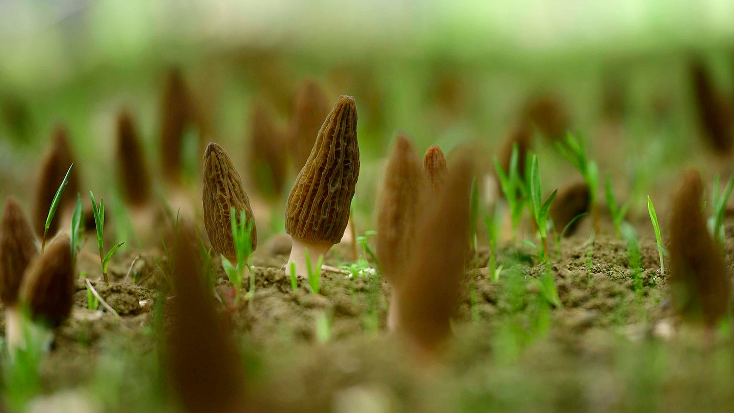 Morel mushrooms growing in a greenhouse in central China's Hubei Province. The mushrooms have long brown caps and white stems.