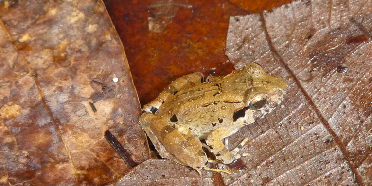 This tiny ‘leaf-nester’ is the smallest known fanged frog
