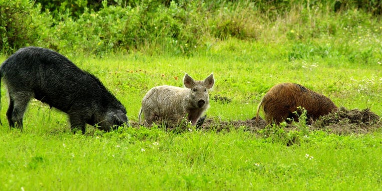 Wild ‘super pigs’ from Canada could become a new front in the war on feral hogs