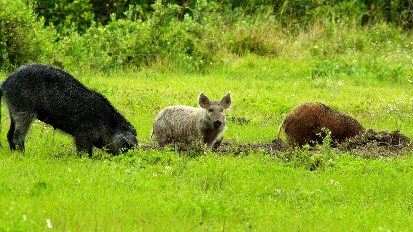 Three feral hogs in grass. One is black and standing while grazing. The middle is gray and sitting. The third is brown and also sitting.