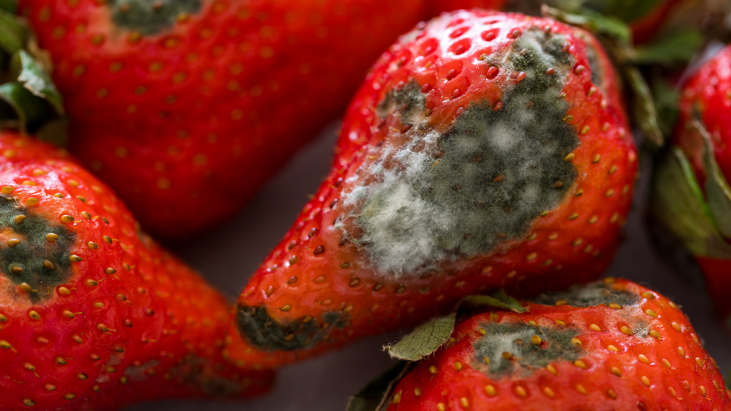 Gray and fuzzy mold growing on red strawberries.