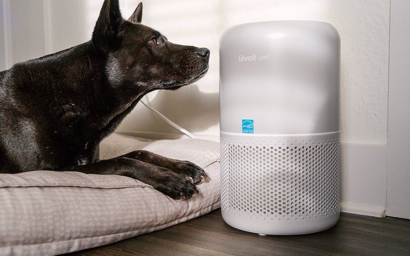 Levoit P350 Air Purifier next to a black dog on the floor.