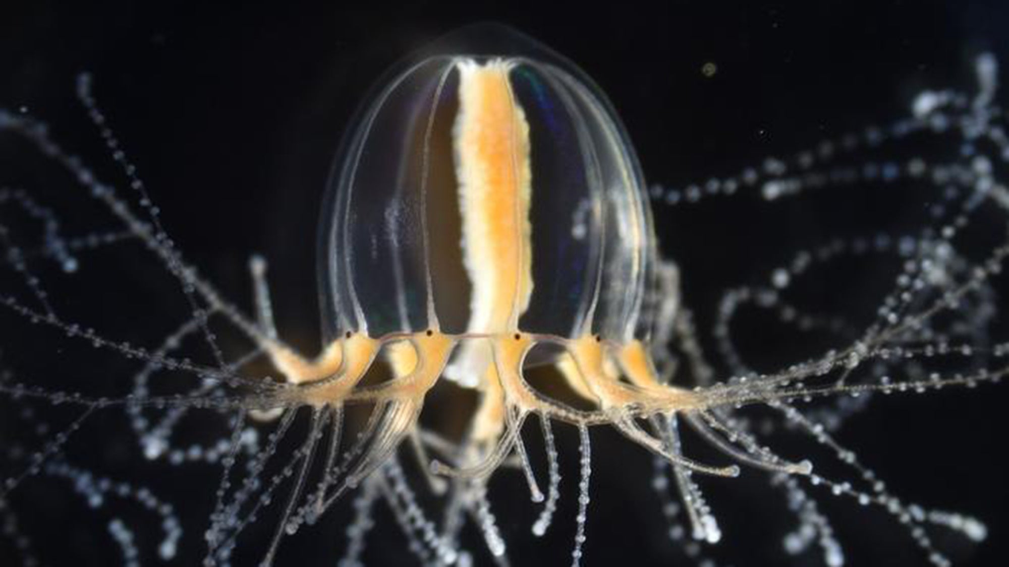 Estas medusas del tamaño de una uña pueden regenerar tentáculos, pero ¿cómo?