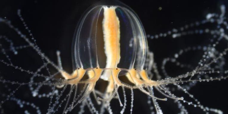 These fingernail-sized jellyfish can regenerate tentacles—but how?