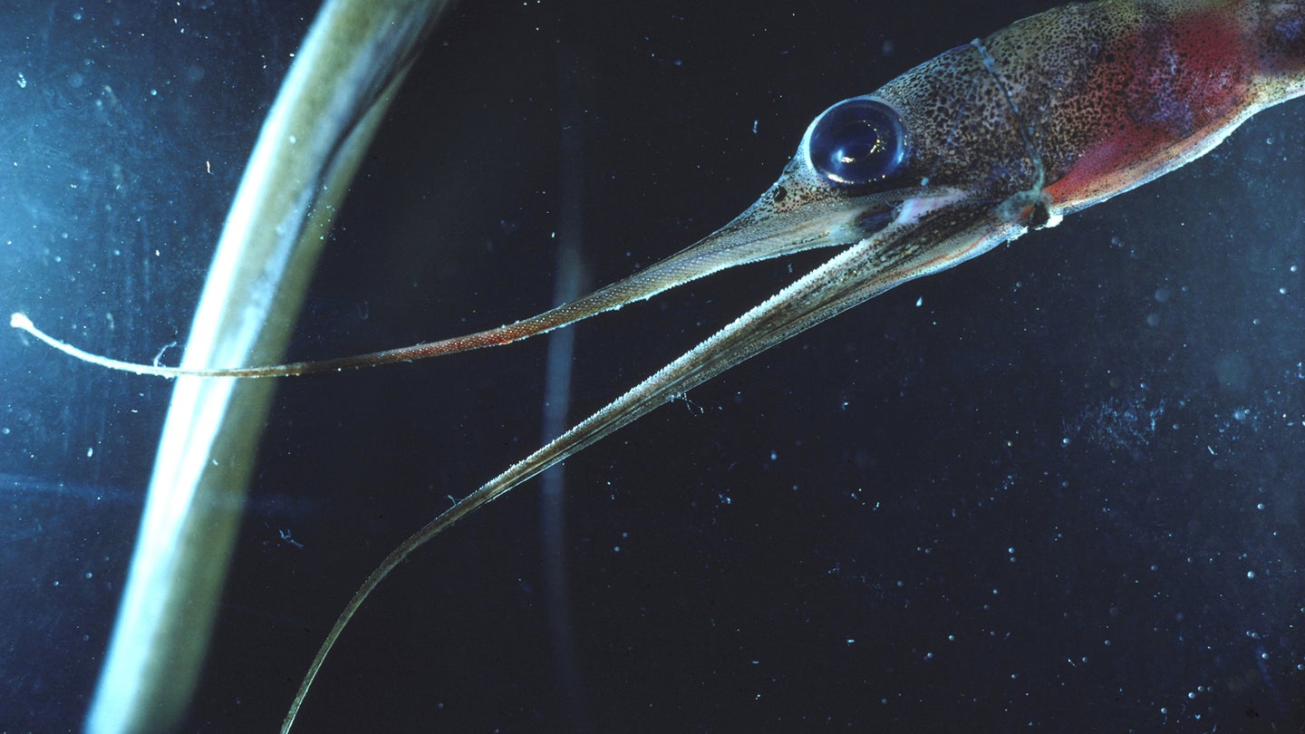 Fish of the mesopelagic zone, where little to no light penetrates, can be outlandish. 