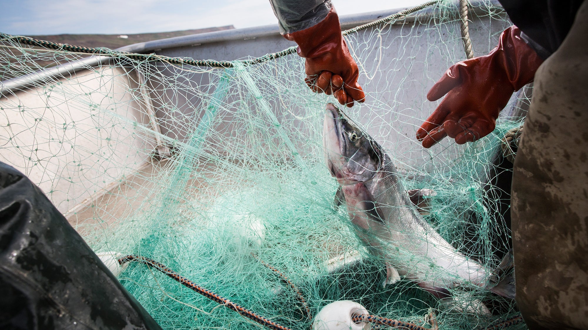 A medida que el salmón desaparece, se intensifica la batalla por los derechos de pesca de los nativos de Alaska
