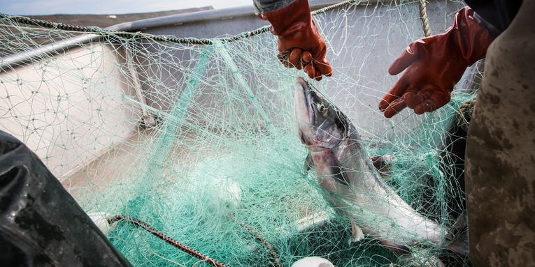 As salmon disappear, a battle over Alaska Native fishing rights heats up