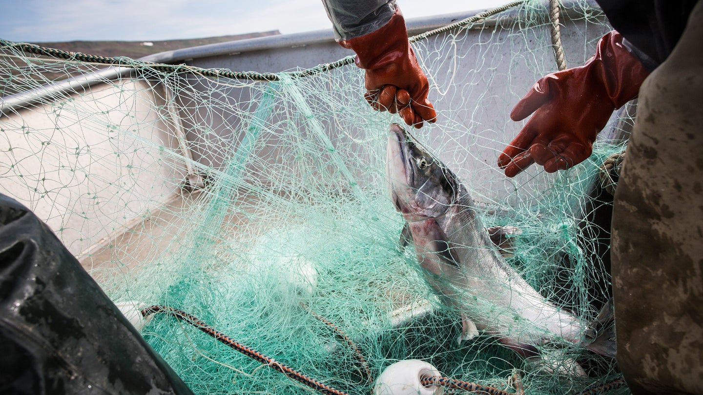 Salmon fishing in Alaska, fisherman in gloves handling fish in net on a boat