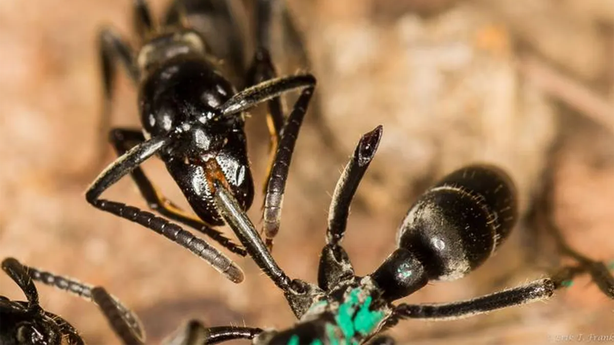 Las hormigas matabele podrían diagnosticar y tratar heridas infectadas