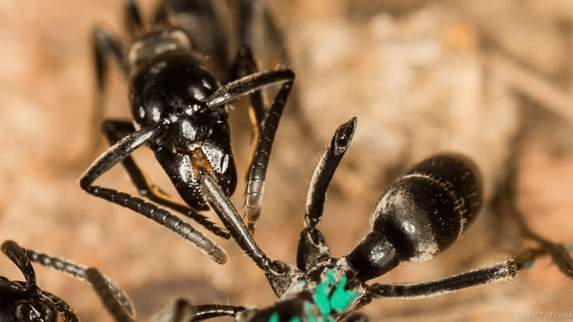 Matabele ants might be able to diagnose and treat infected wounds