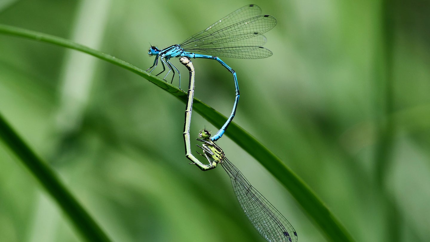 Dragonflies mating - Azure damselflies
