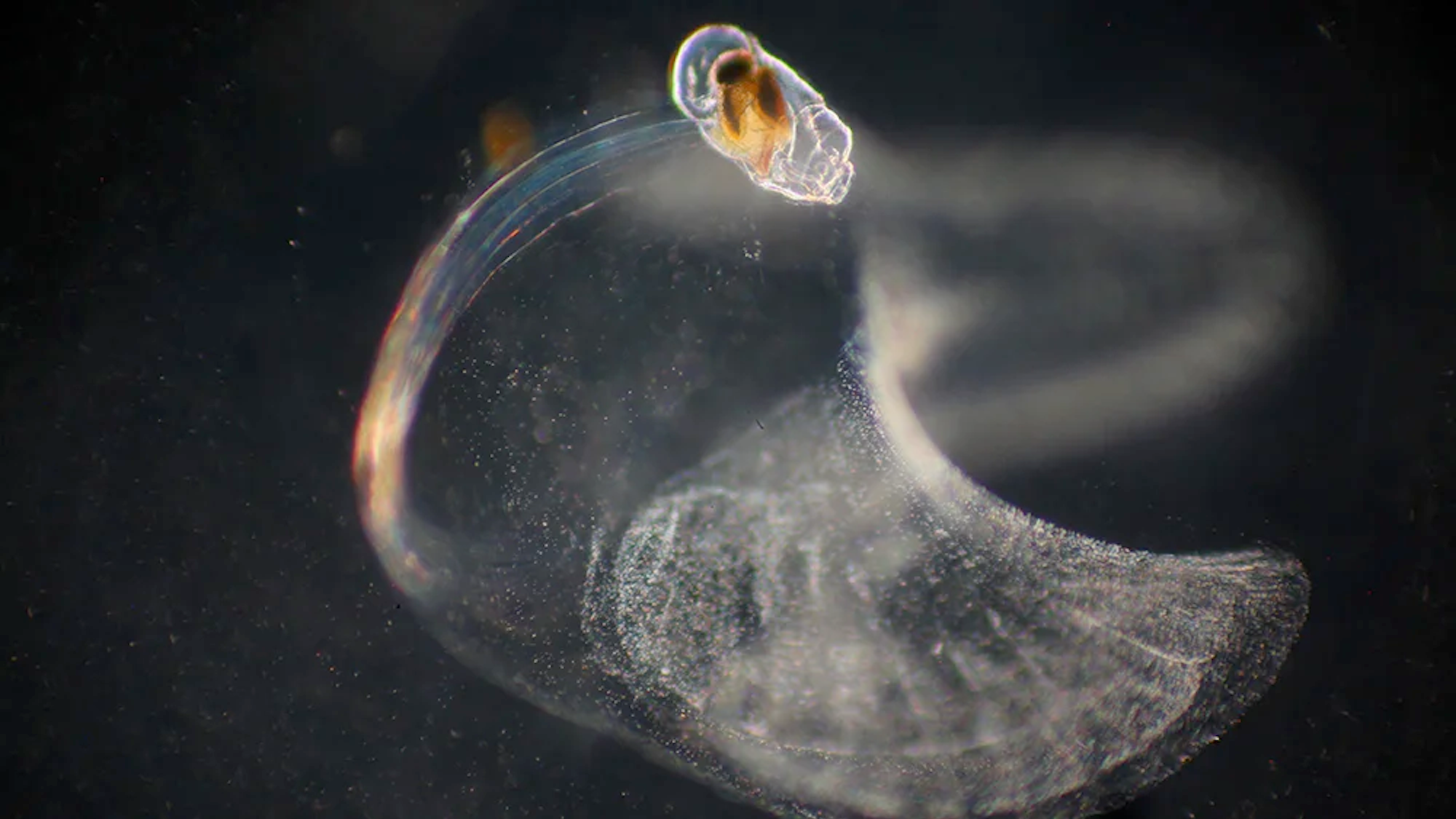Esta pequeña criatura marina construye un ‘palacio de mocos’ para capturar comida
