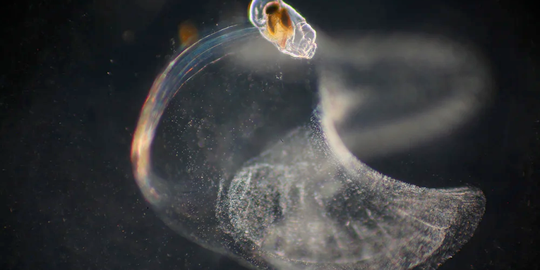 This tiny sea creature builds a ‘snot palace’ to capture food
