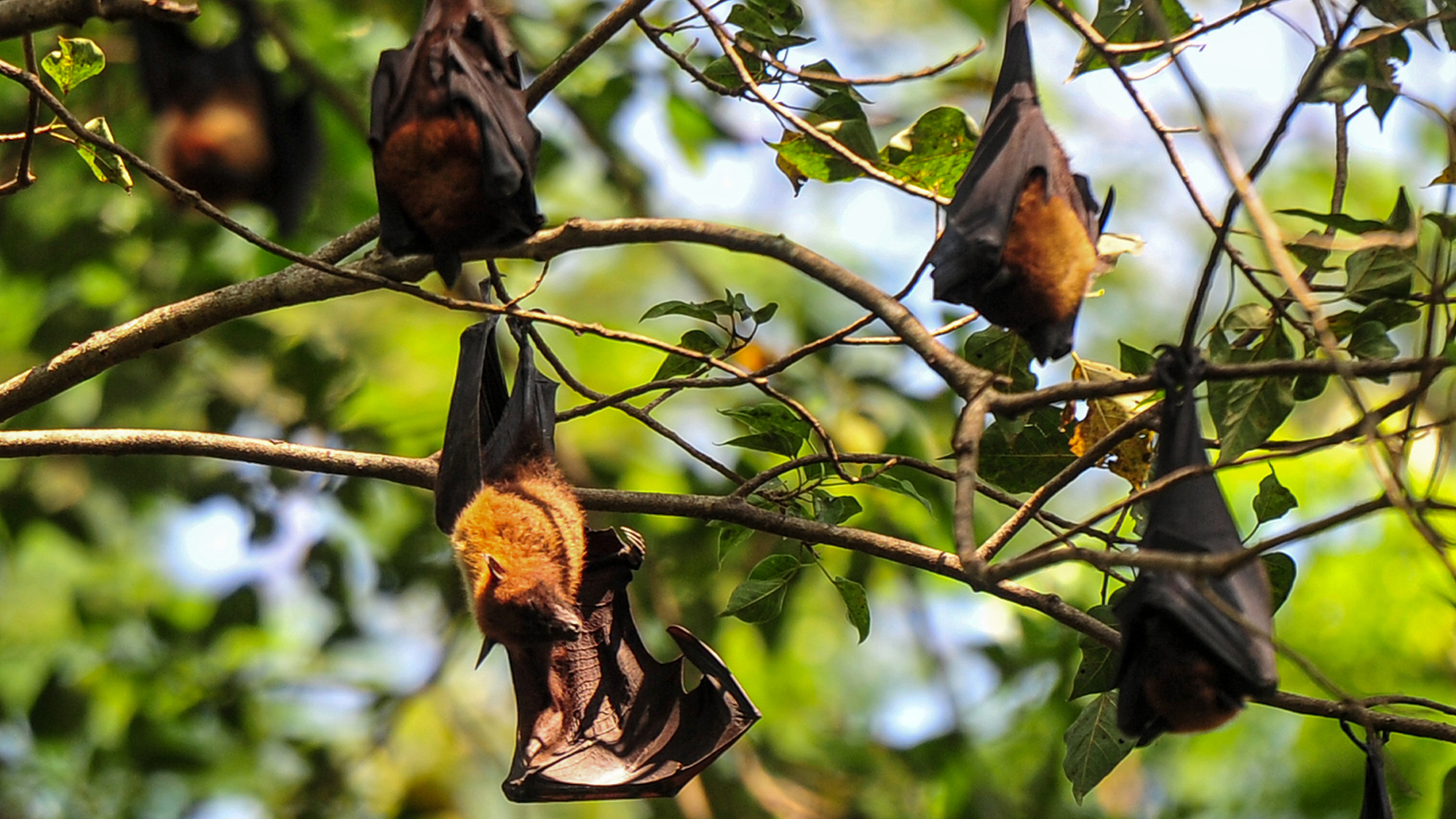 Why fruit bats can eat tons of sugar without getting diabetes