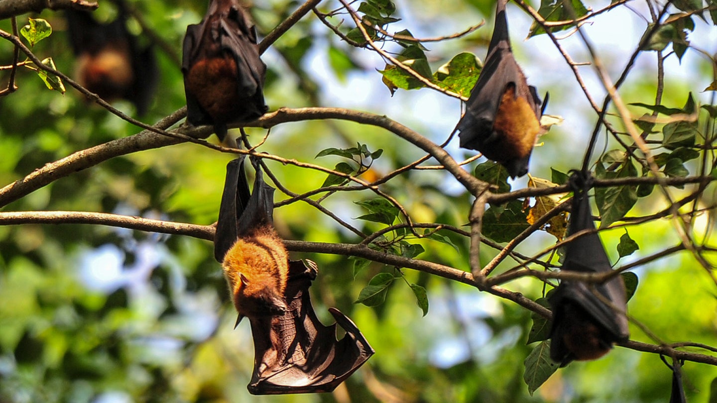 Fruit bats hanging on tree branches in daylight in Bangladesh on November 6, 2023.