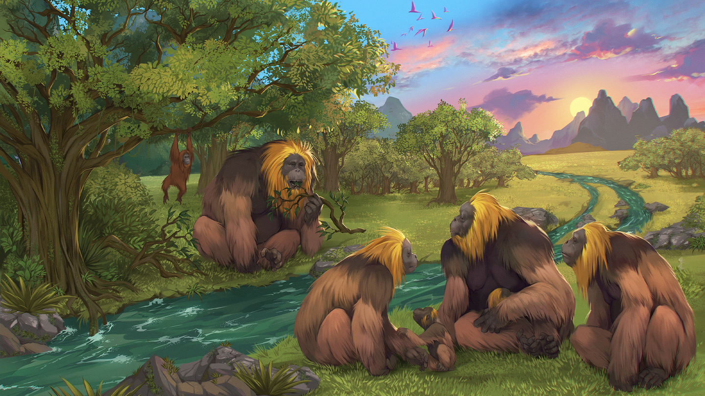 An artist’s impression of a group of G. blacki within a forest in southern China. Four of these giant apes sit on the grass near a stream, while an orangutan hangs from a tree branch. They are brown with yellow-ish manes around their faces.
