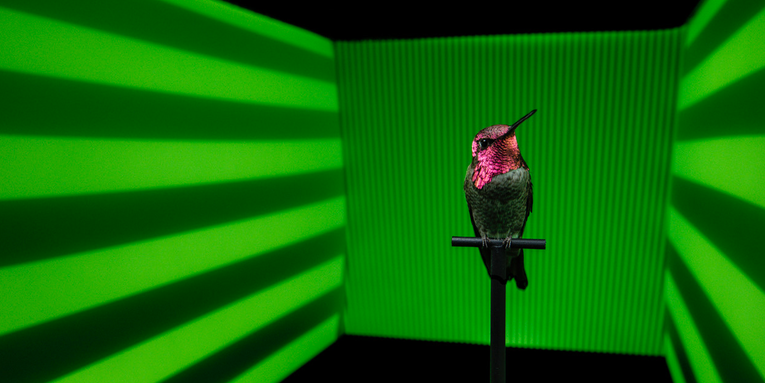 How hummingbirds switch gears at breakneck speeds