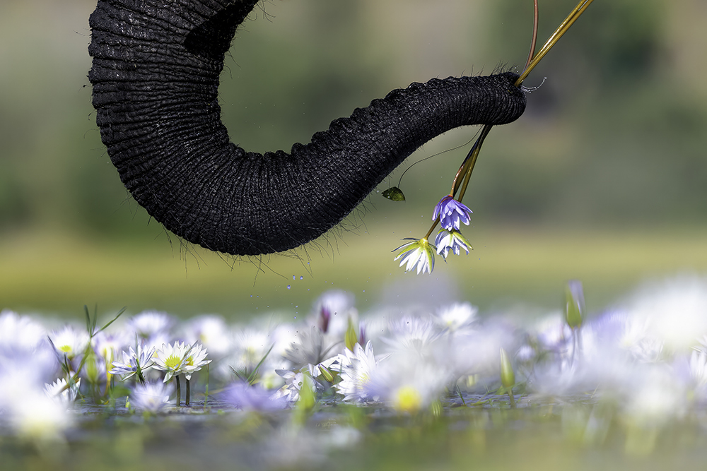 Elephant trunk gripping flowers from water