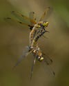 Two four-spotted skimmer dragonflies mating